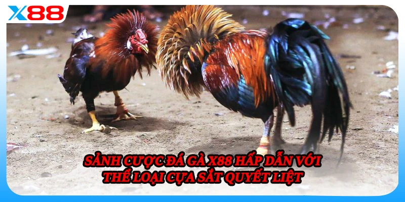 Sảnh cược đá gà X88 hấp dẫn với thể loại cựa sắt quyết liệt