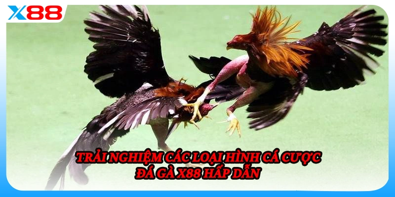 Trải nghiệm các loại hình cá cược đá gà X88 hấp dẫn